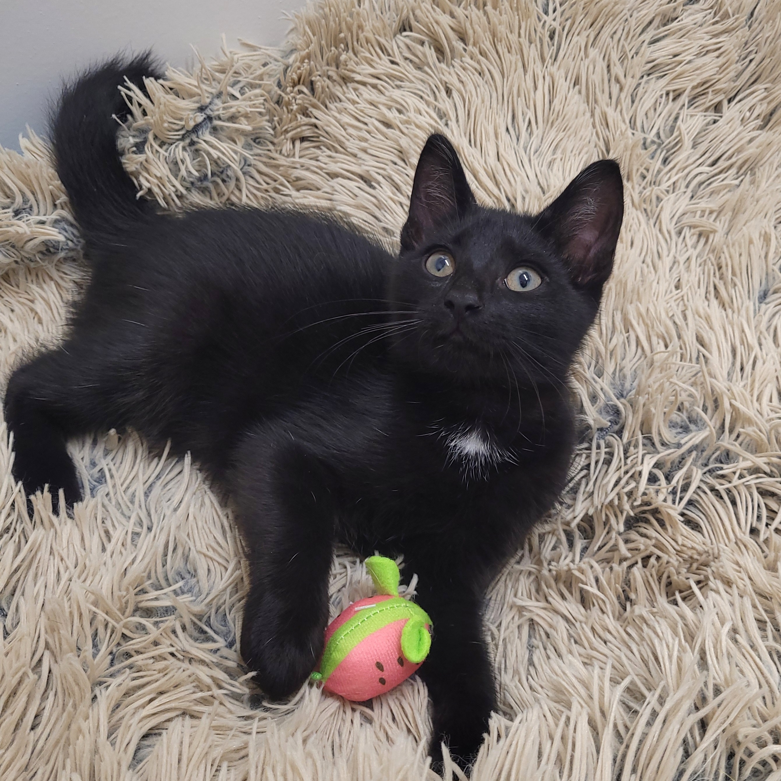 Lionel, a Adoptable Domestic Short Hair in Charlotte, NC image 1/4