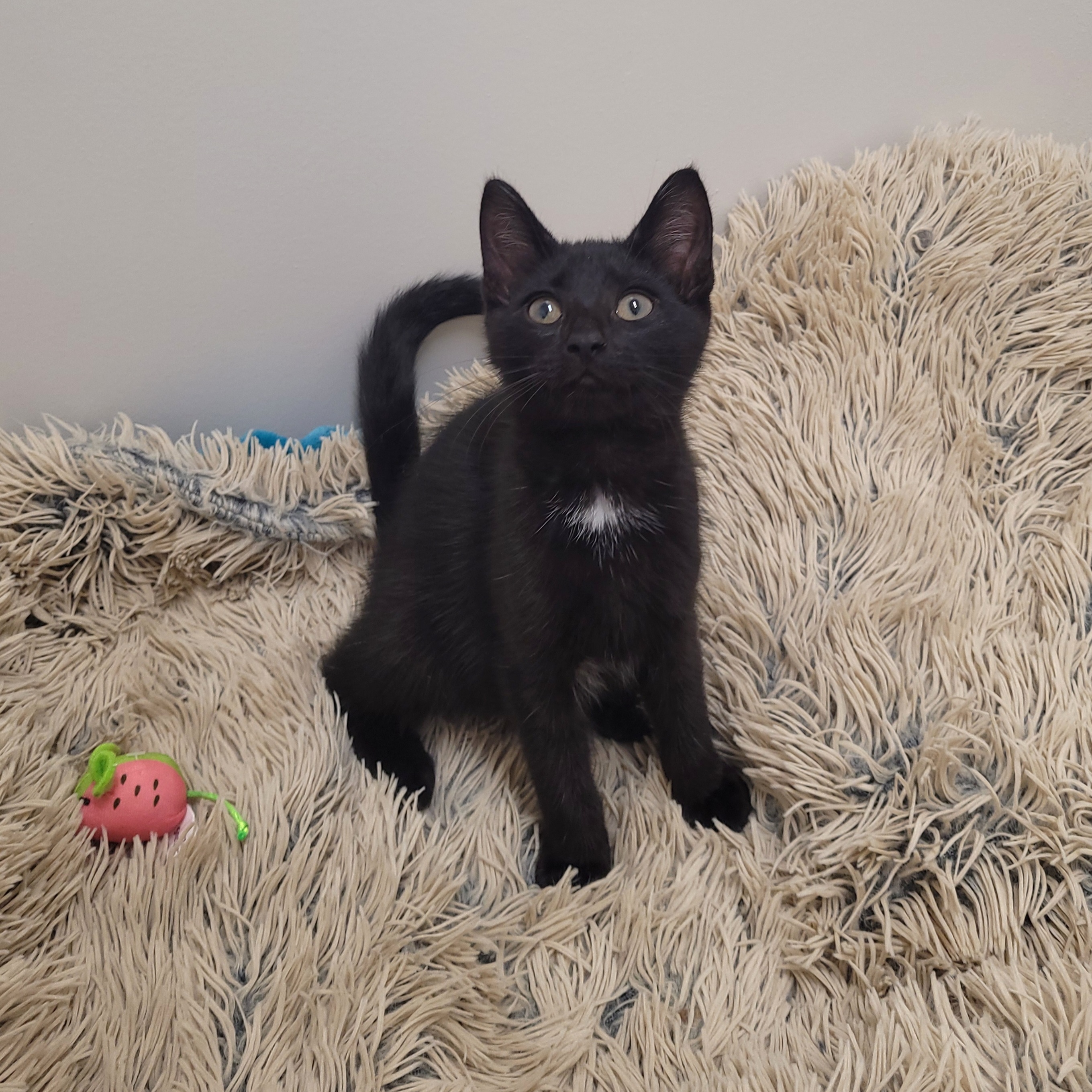 Lionel, a Adoptable Domestic Short Hair in Charlotte, NC image 2/4