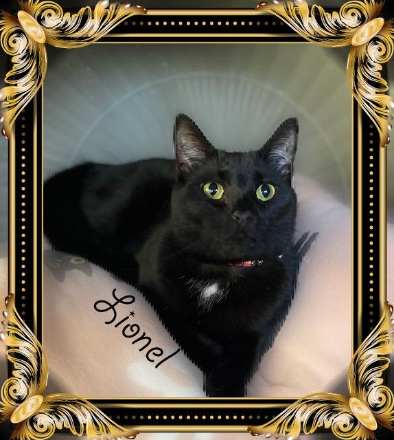 Lionel, Adoptable, Young Male Domestic Short Hair.