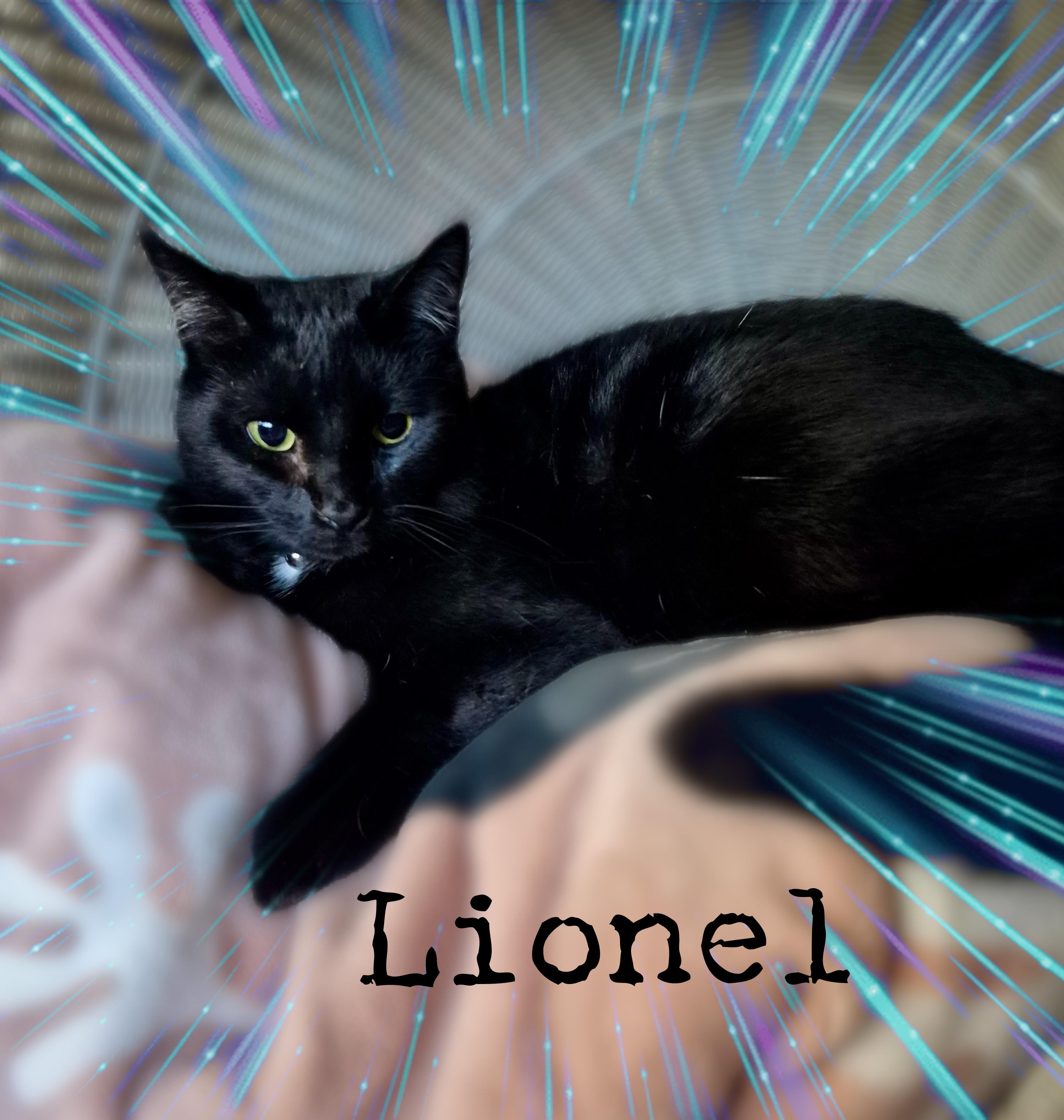Lionel, a Adoptable Domestic Short Hair in Charlotte, NC image 3/3