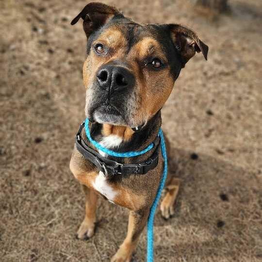 Enlarge Shmoney, a Adoptable Mixed Breed in Davenport, IA image 1/3