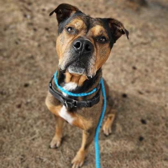 Enlarge Shmoney, a Adoptable Mixed Breed in Davenport, IA image 2/3
