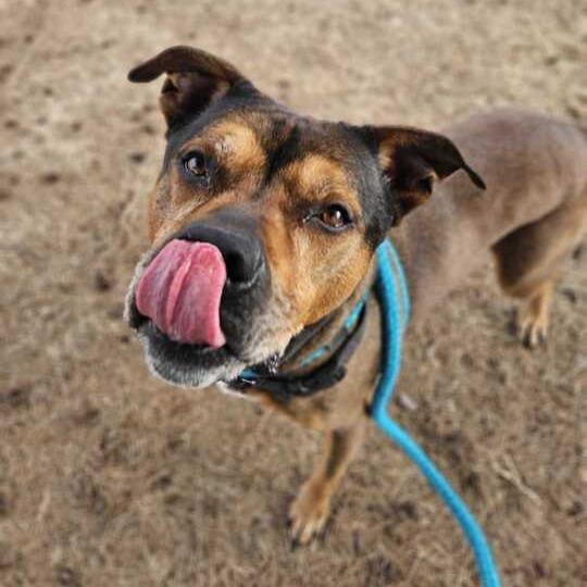 Enlarge Shmoney, a Adoptable Mixed Breed in Davenport, IA image 3/3