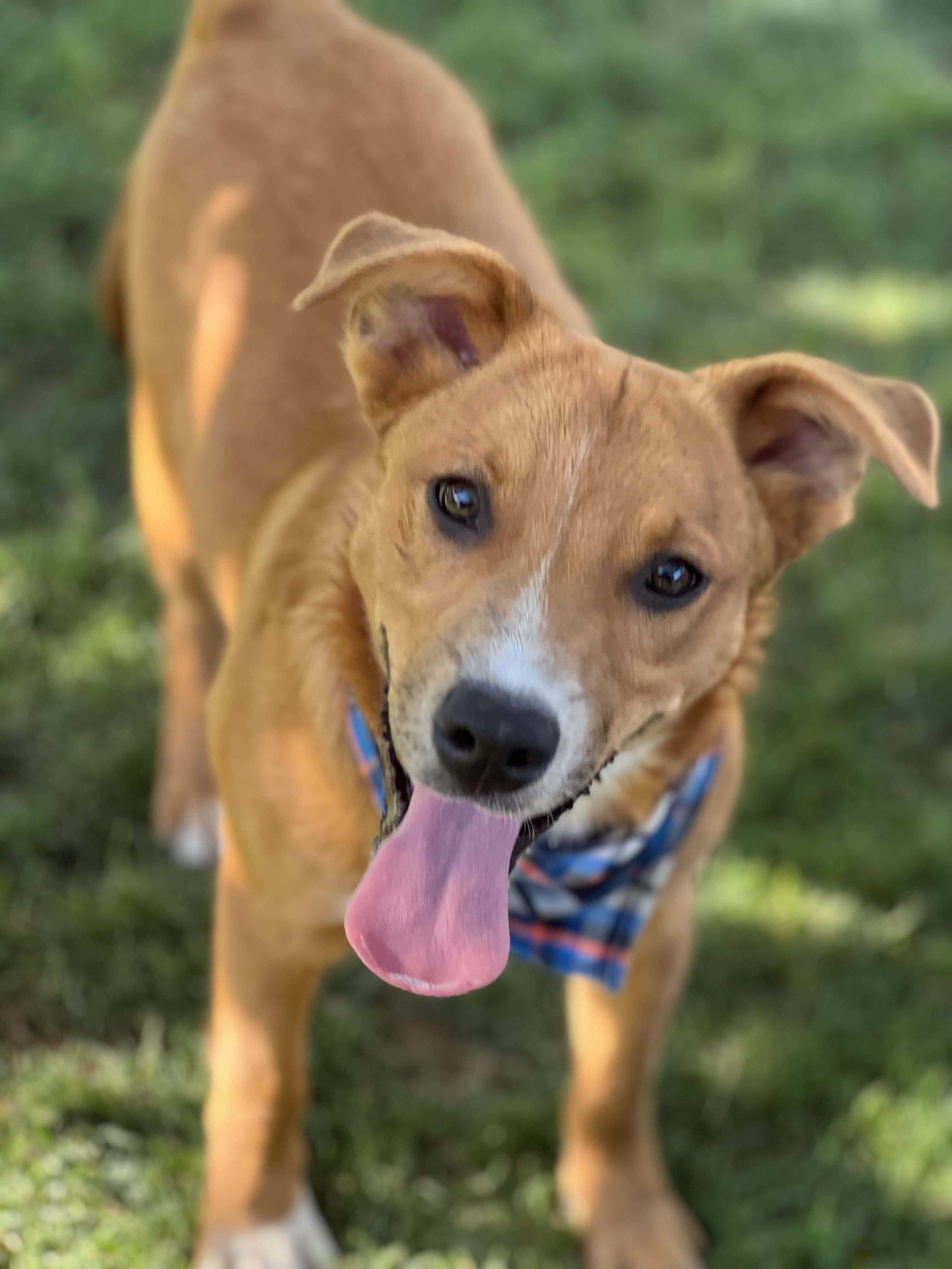 Enlarge Smokey, a Adoptable mixed breed in Phoenix, AZ image 1/3