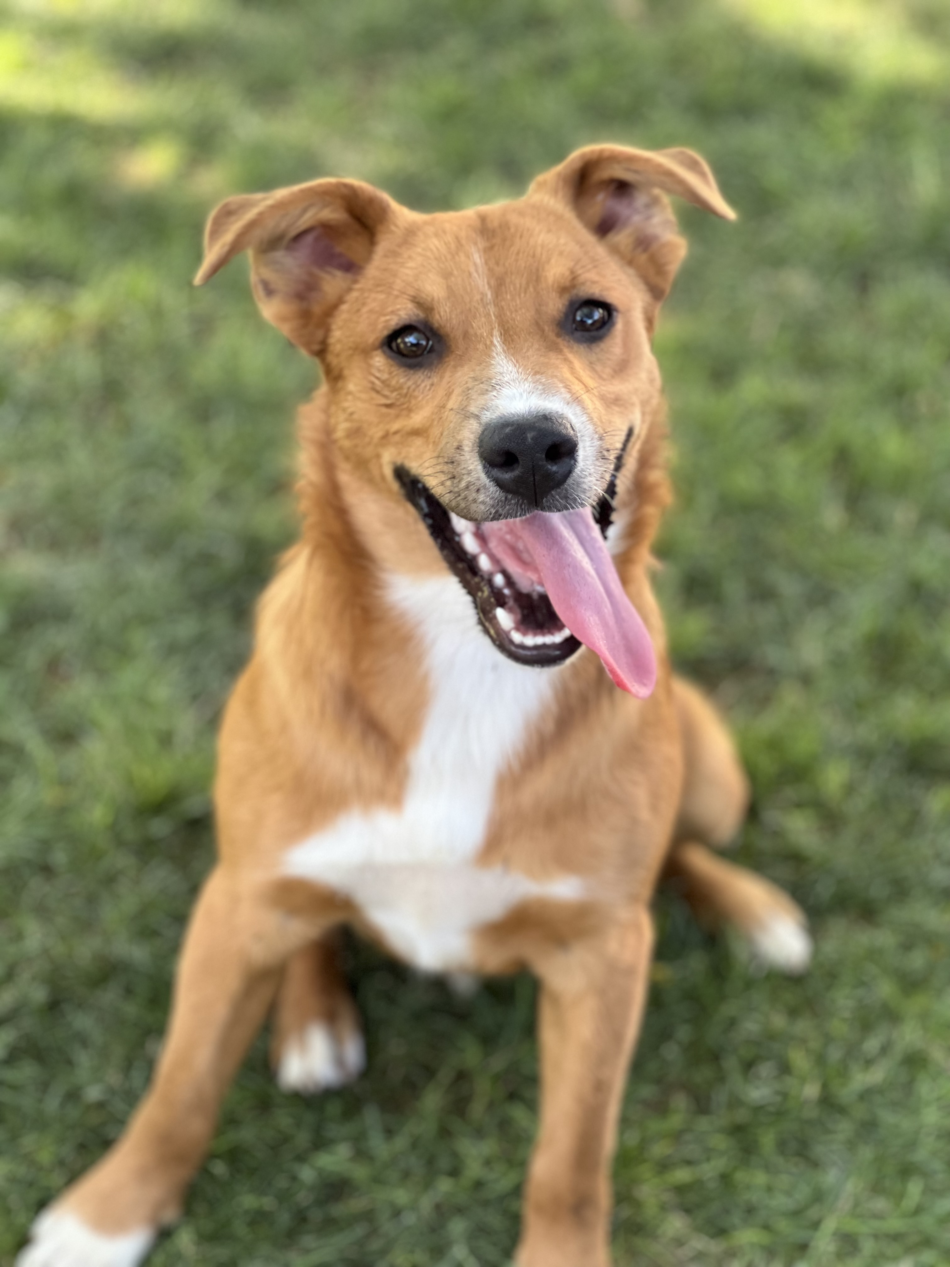 Enlarge Smokey, a Adoptable mixed breed in Phoenix, AZ image 2/3