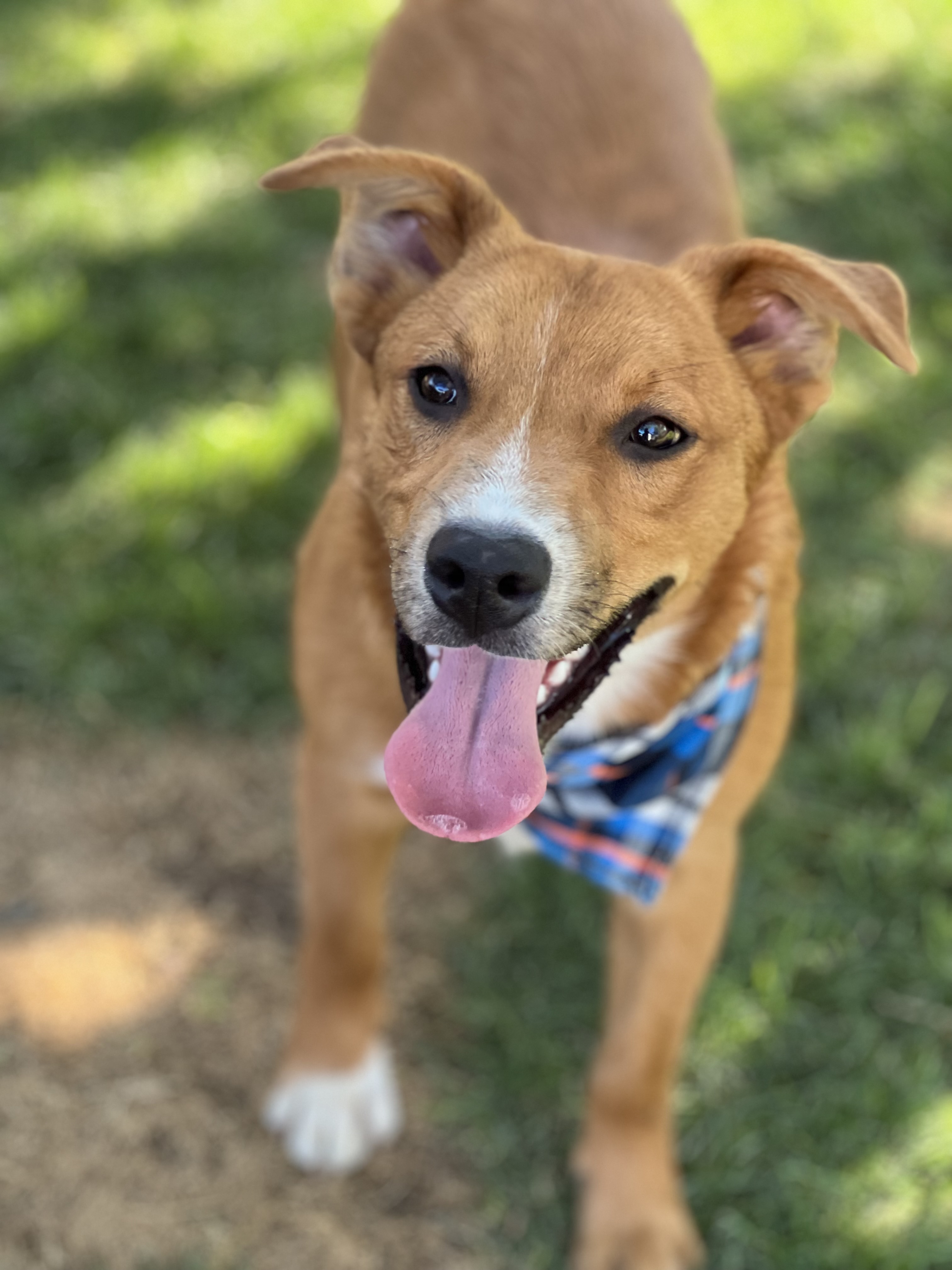 Enlarge Smokey, a Adoptable mixed breed in Phoenix, AZ image 3/3