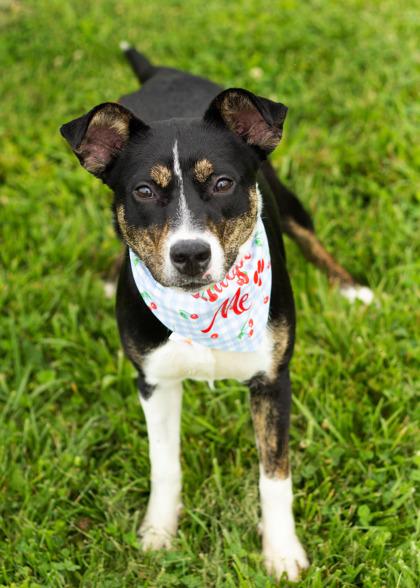 Lavender, an adoptable Mixed Breed in Hamilton, OH image 2/6