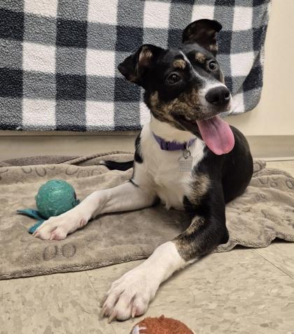 Lavender, an adoptable Mixed Breed in Hamilton, OH image 6/6