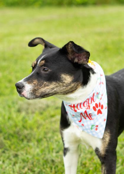 Lavender, an adoptable Mixed Breed in Hamilton, OH image 3/6