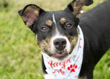 Lavender, adoptable, Puppy Female Mixed Breed.