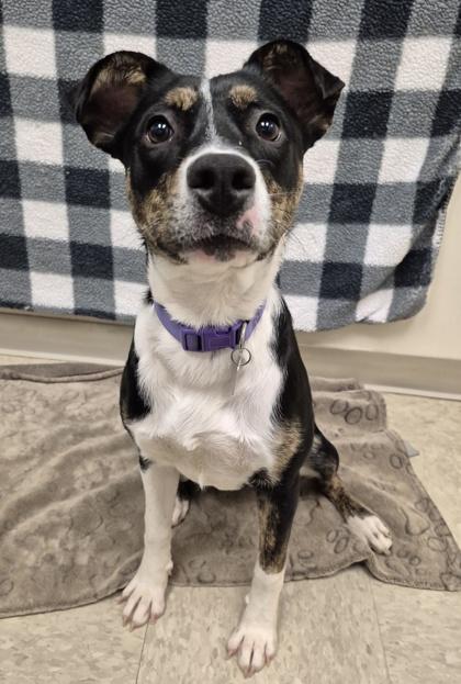 Lavender, an adoptable Mixed Breed in Hamilton, OH image 4/6
