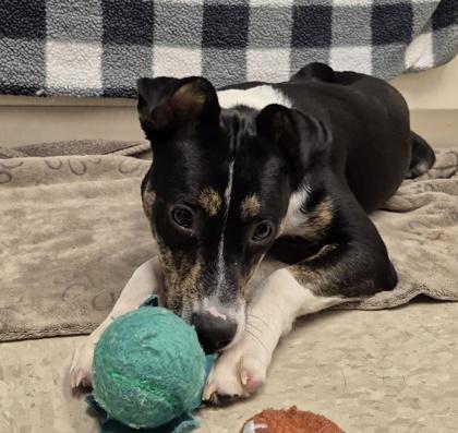 Lavender, an adoptable Mixed Breed in Hamilton, OH image 5/6