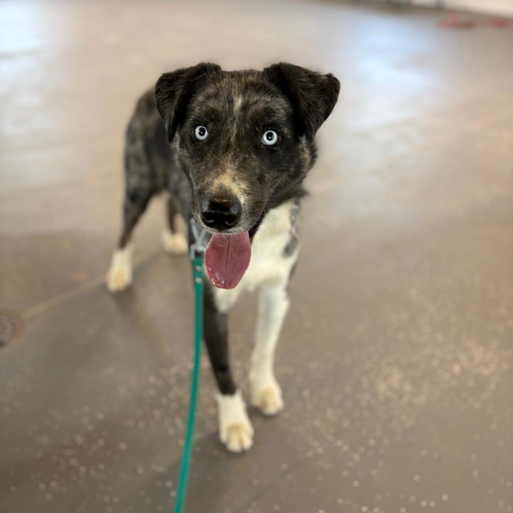 Murray, Adoptable, Young Male Australian Shepherd.