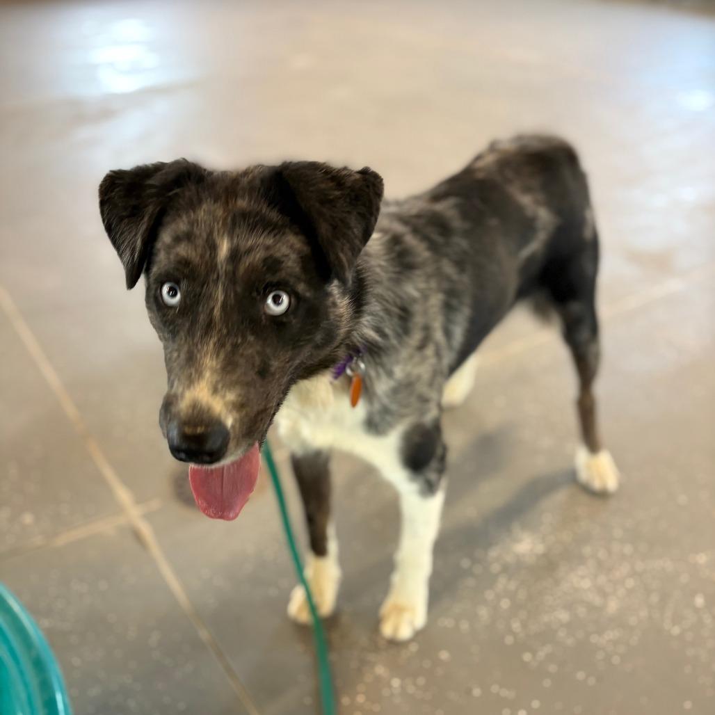 Enlarge Murray, a Adoptable Australian Shepherd in Stagecoach, NV image 2/2