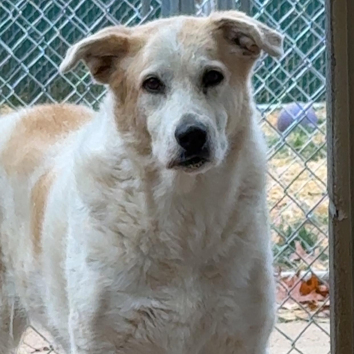 Enlarge Tulsa, a Adoptable mixed breed in Stockbridge, MI image 1/2