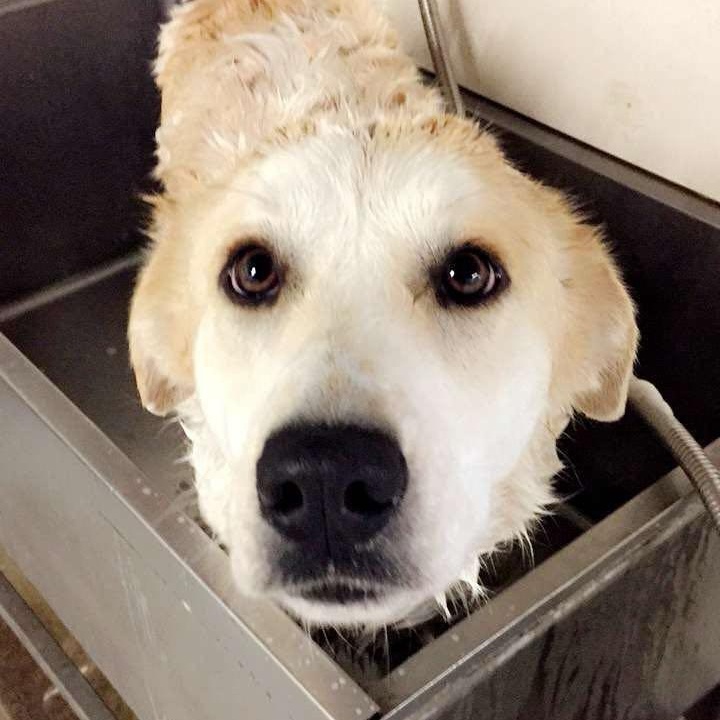 Enlarge Tulsa, a Adoptable mixed breed in Stockbridge, MI image 2/2