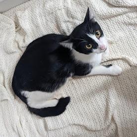 Mother Teresa, Adoptable, Adult Female Domestic Short Hair.