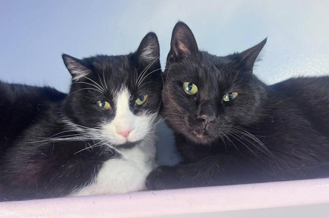 Holon, Adoptable, Senior Male Domestic Short Hair.