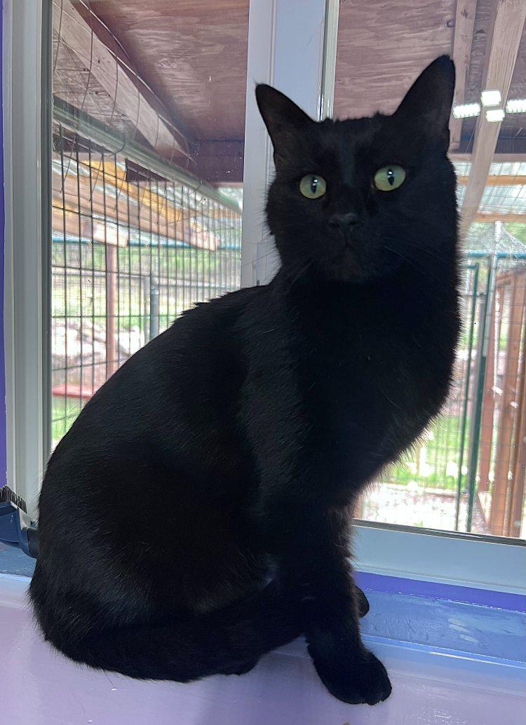 Enlarge Holon, a Adoptable Domestic Short Hair in Colorado Springs, CO image 2/2