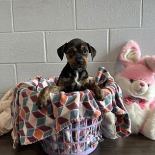 Enlarge Shenzi, an adopted Boxer in Danville, PA image 2/3