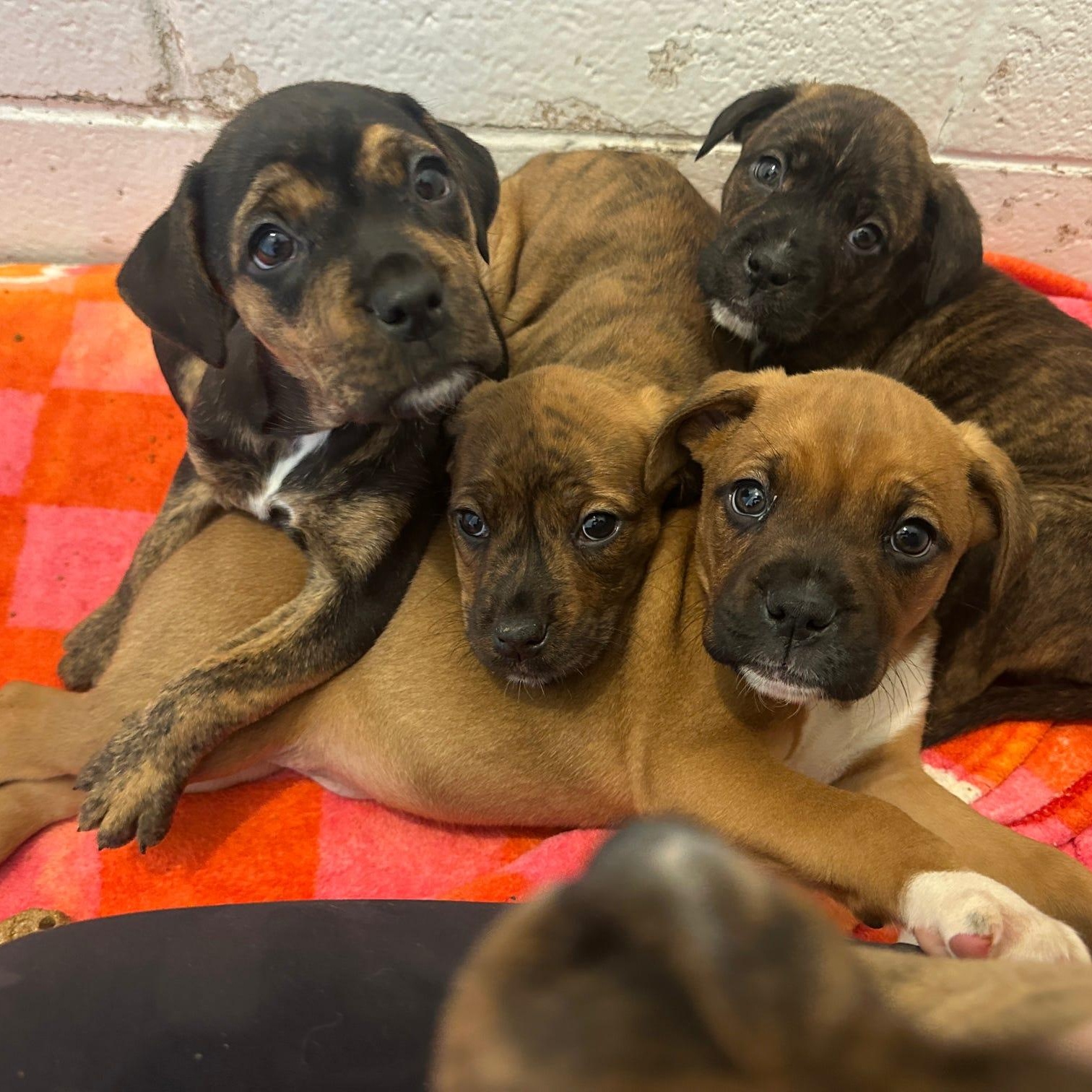 Enlarge Shenzi, an adopted Boxer in Danville, PA image 3/3