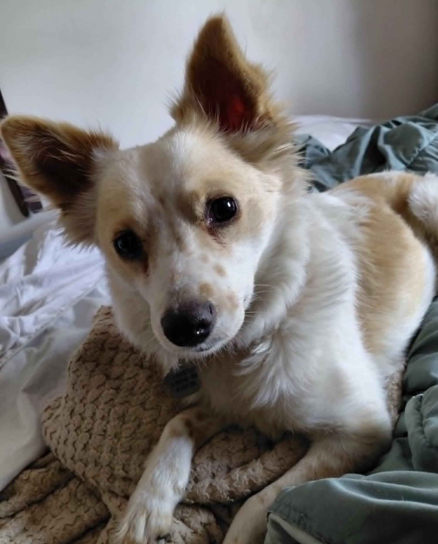 Enlarge Lucy* I need a foster home!*, a Adoptable Chihuahua in Crystal, MN image 2/3