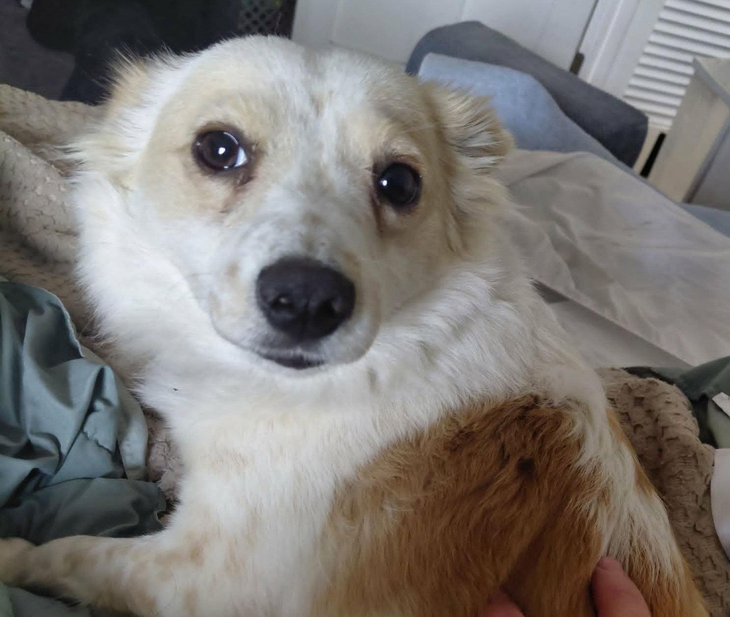 Enlarge Lucy* I need a foster home!*, a Adoptable Chihuahua in Crystal, MN image 3/3