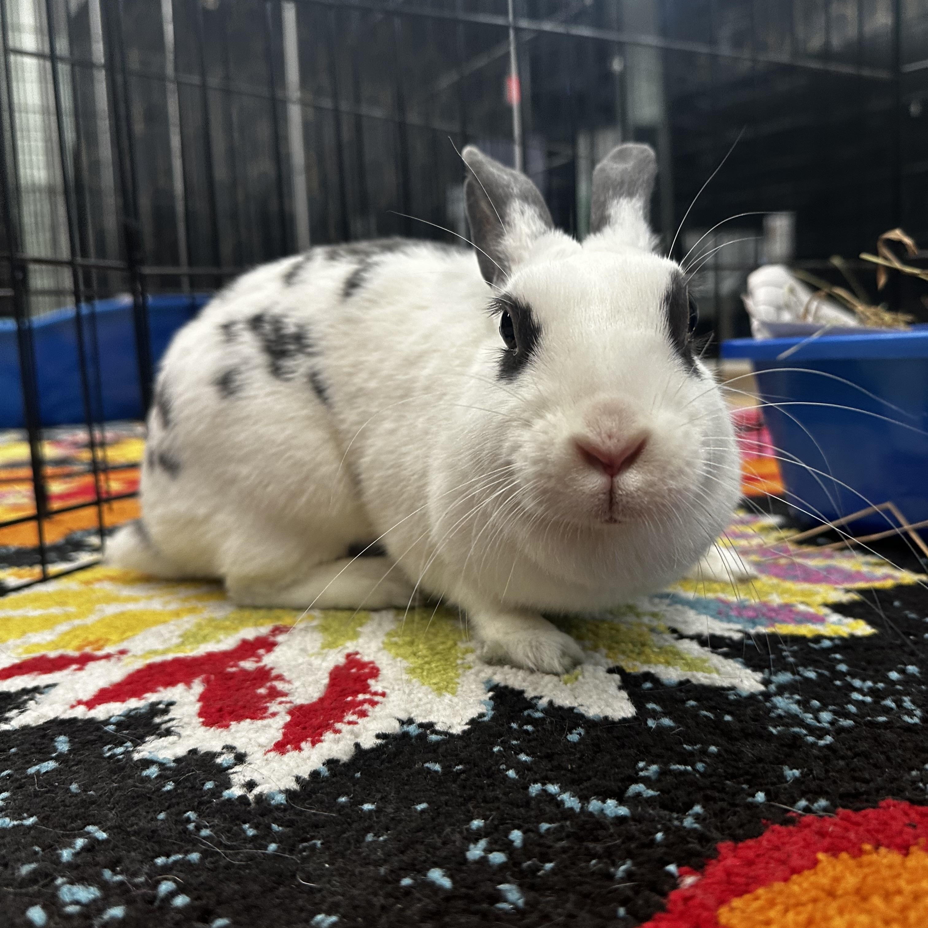 MYOKO, a Adoptable mixed breed in Forest Hills, NY image 3/6