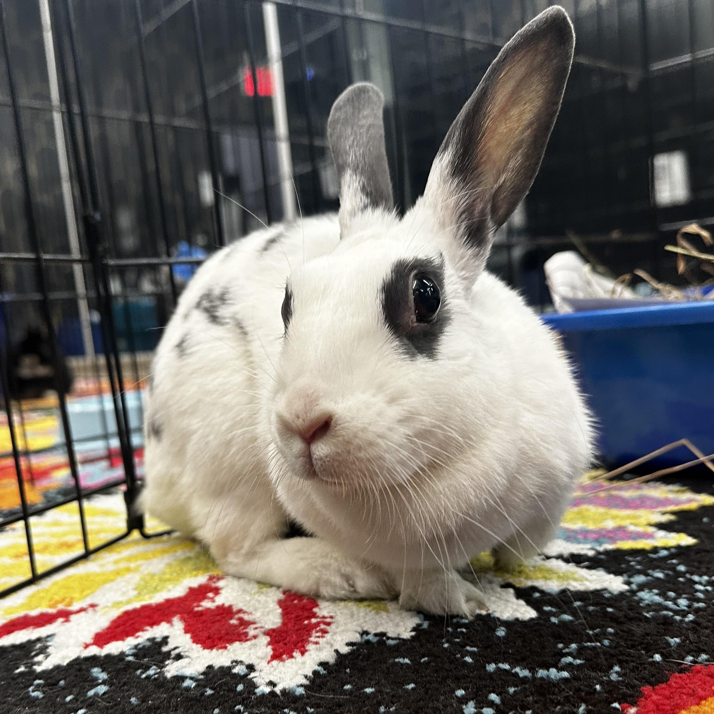 MYOKO, a Adoptable mixed breed in Forest Hills, NY image 1/6