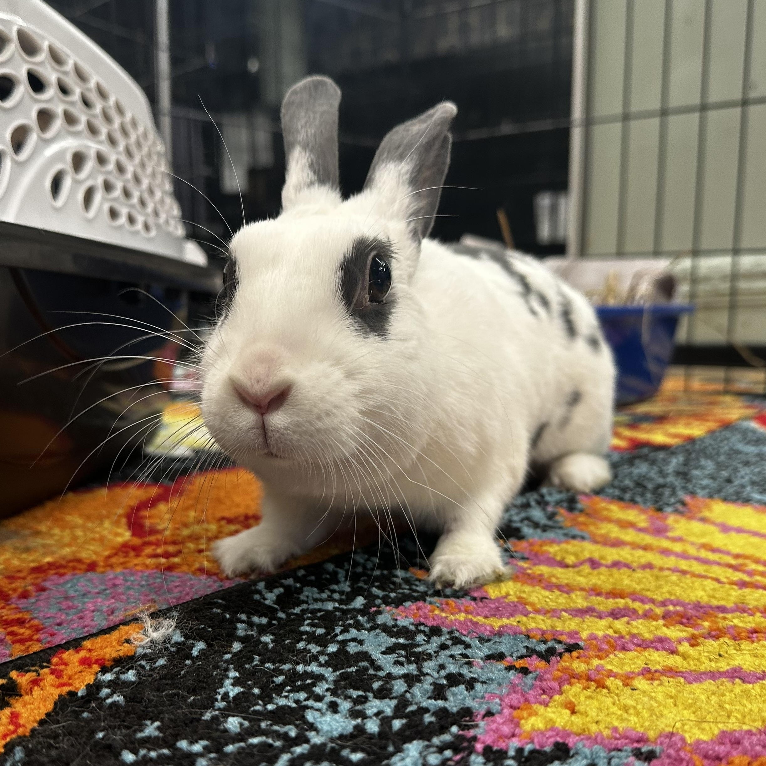 MYOKO, a Adoptable mixed breed in Forest Hills, NY image 2/6