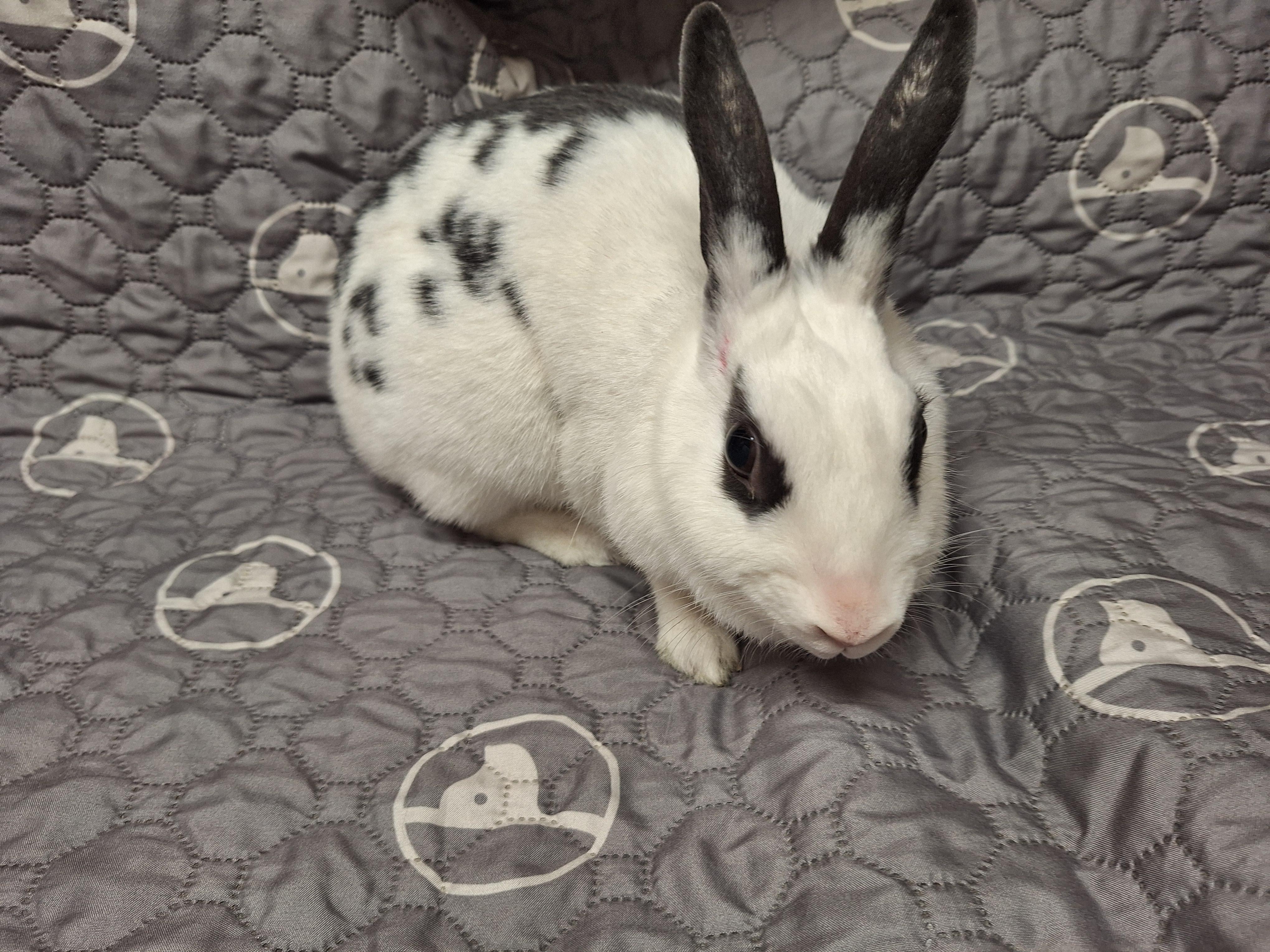 MYOKO, a Adoptable mixed breed in Forest Hills, NY image 5/6
