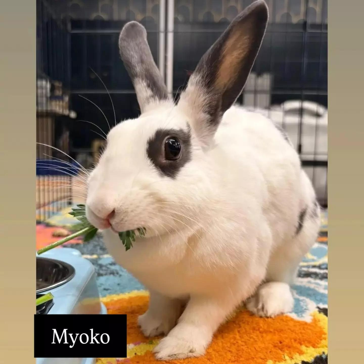 MYOKO, a Adoptable mixed breed in Forest Hills, NY image 6/6