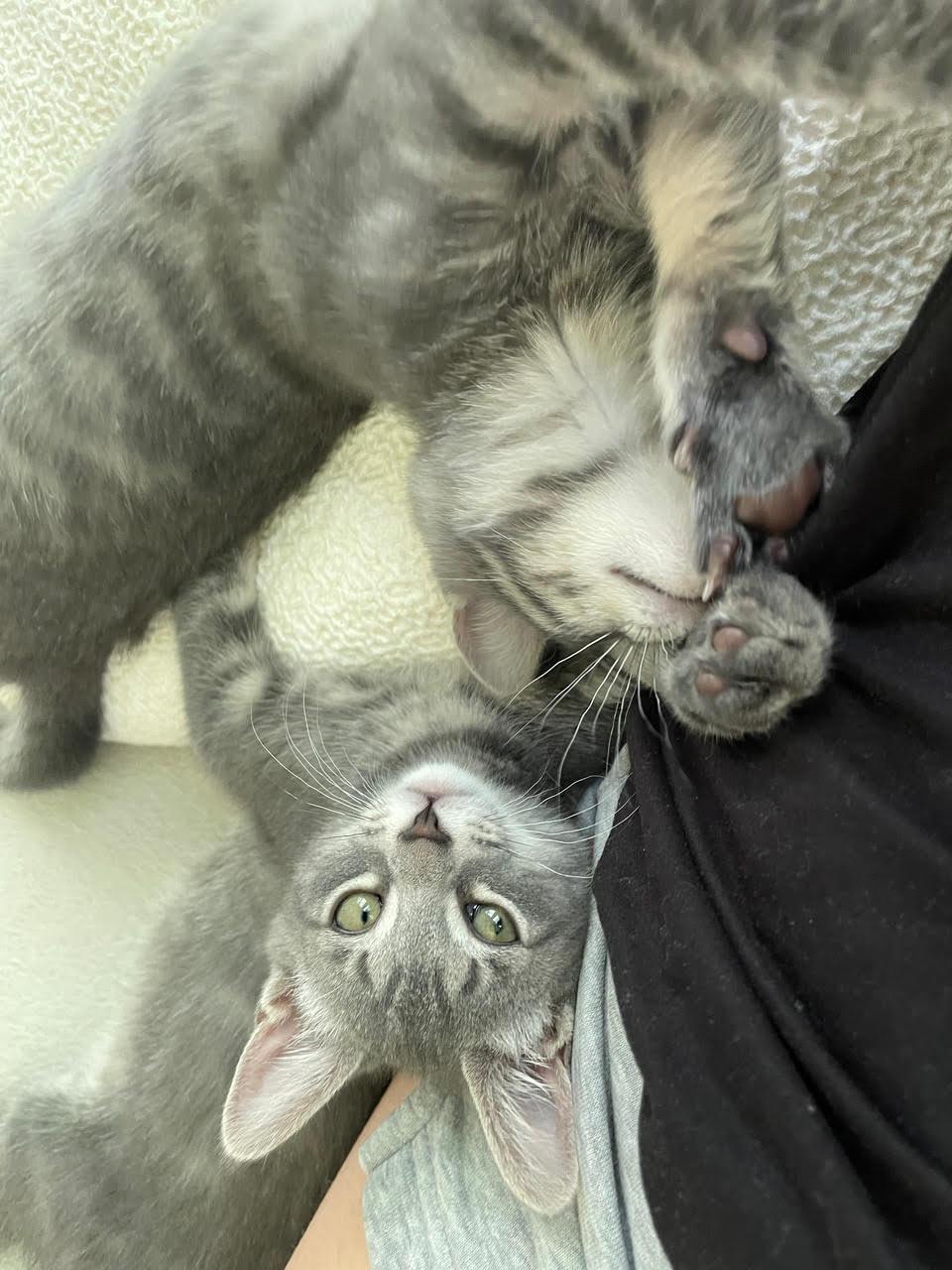 Enlarge Azalea, a Adoptable Domestic Short Hair in Broomall, PA image 2/3