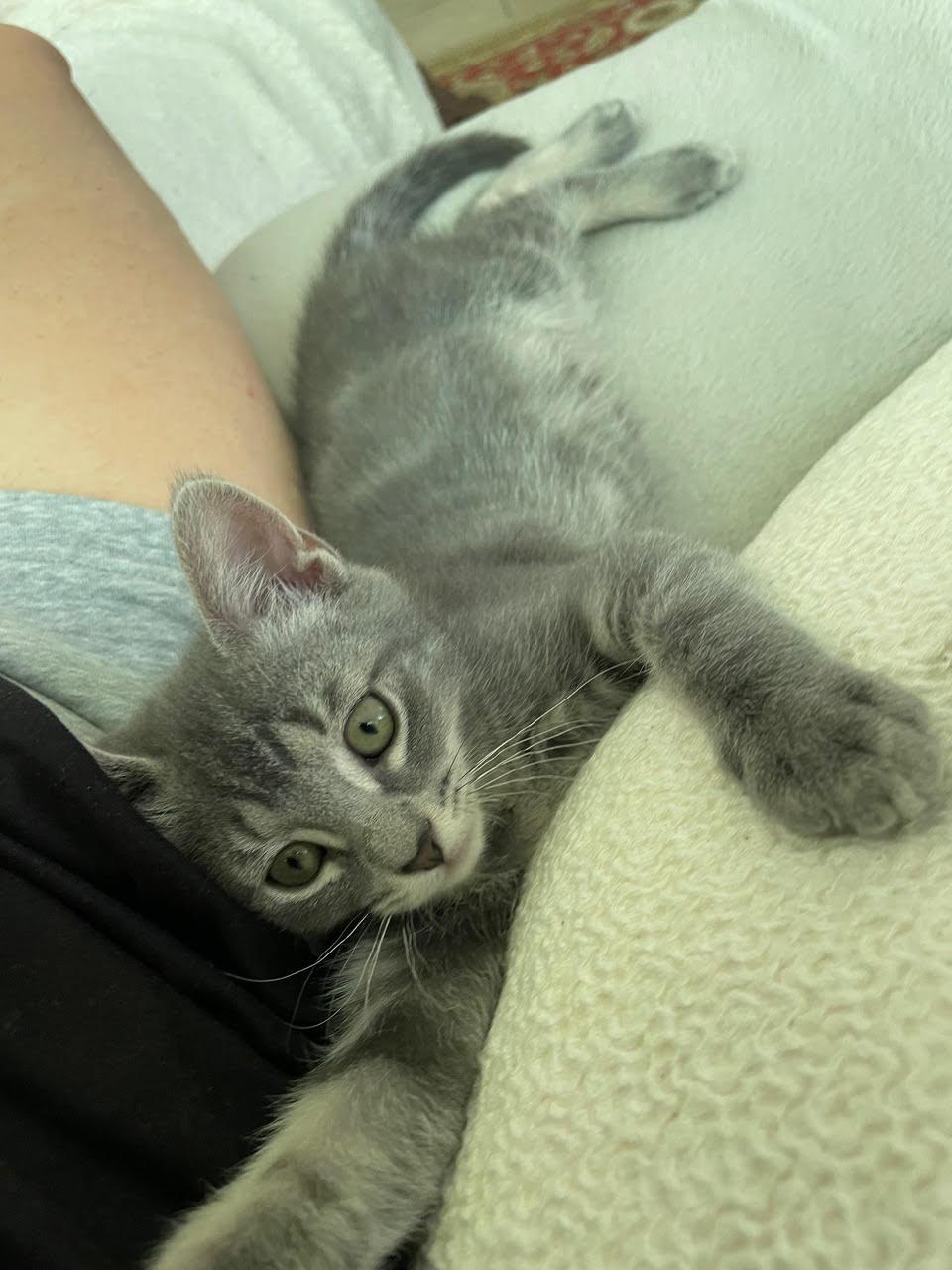 Enlarge Azalea, a Adoptable Domestic Short Hair in Broomall, PA image 3/3
