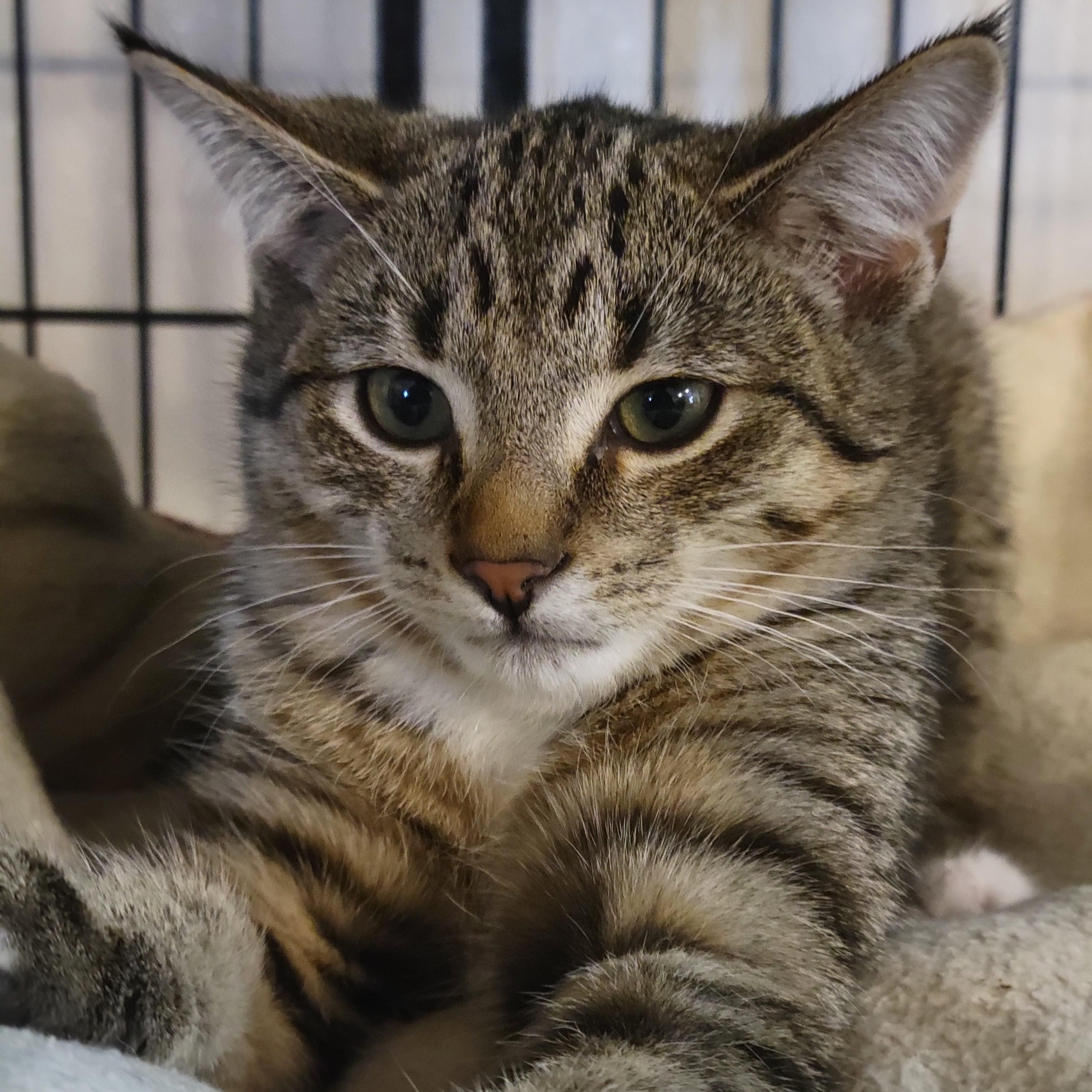 Jalapeno, a Adoptable Domestic Short Hair in Swartz Creek, MI image 2/6