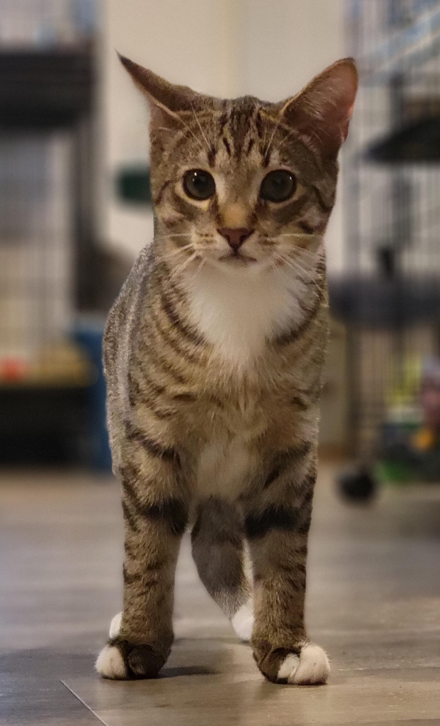 Jalapeno, a Adoptable Domestic Short Hair in Swartz Creek, MI image 5/6