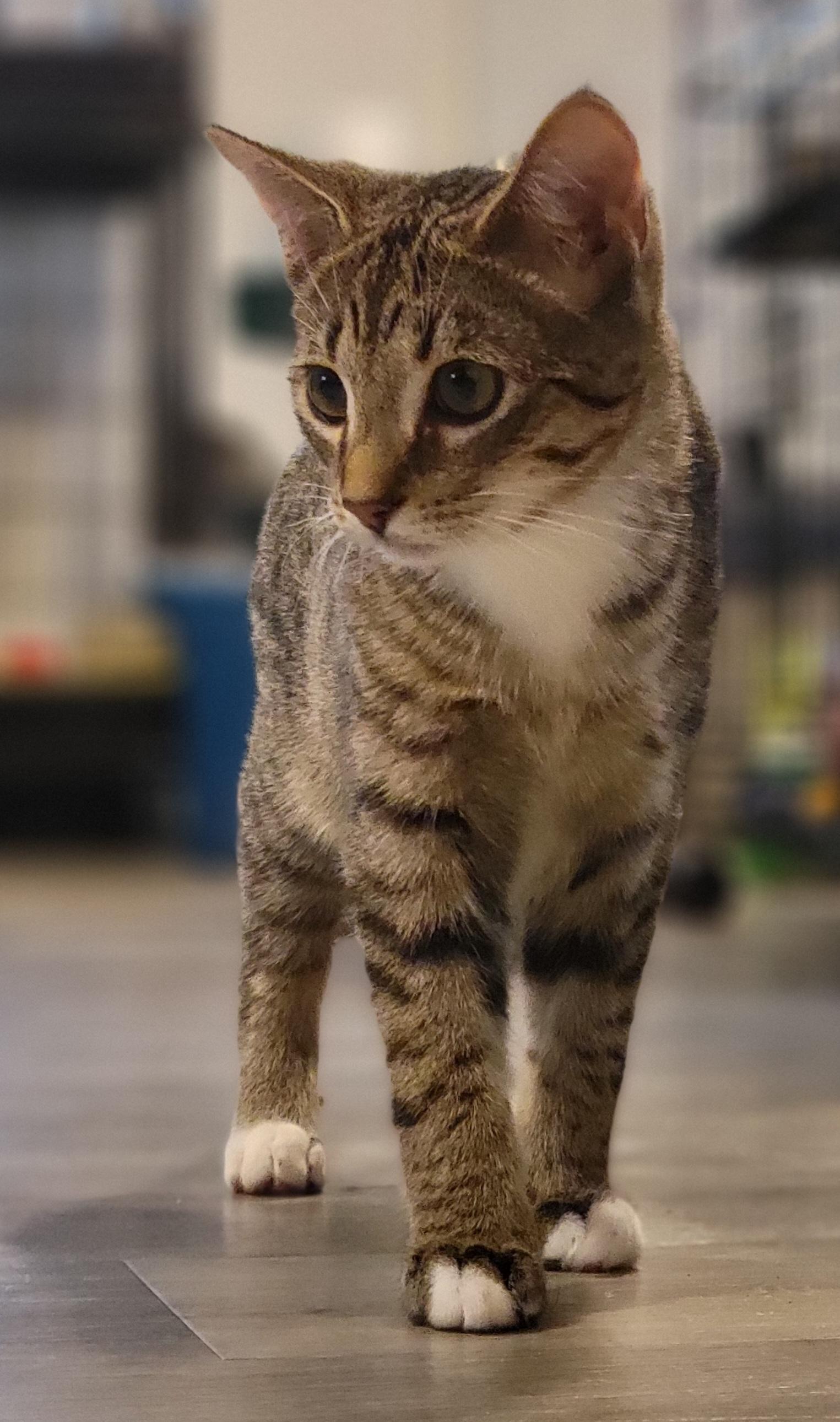 Jalapeno, a Adoptable Domestic Short Hair in Swartz Creek, MI image 3/6