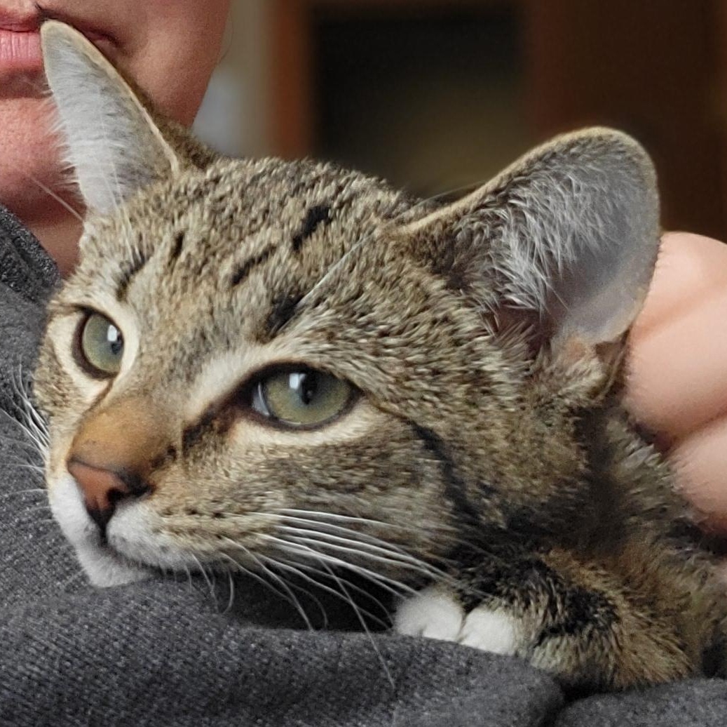 Jalapeno, a Adoptable Domestic Short Hair in Swartz Creek, MI image 4/6