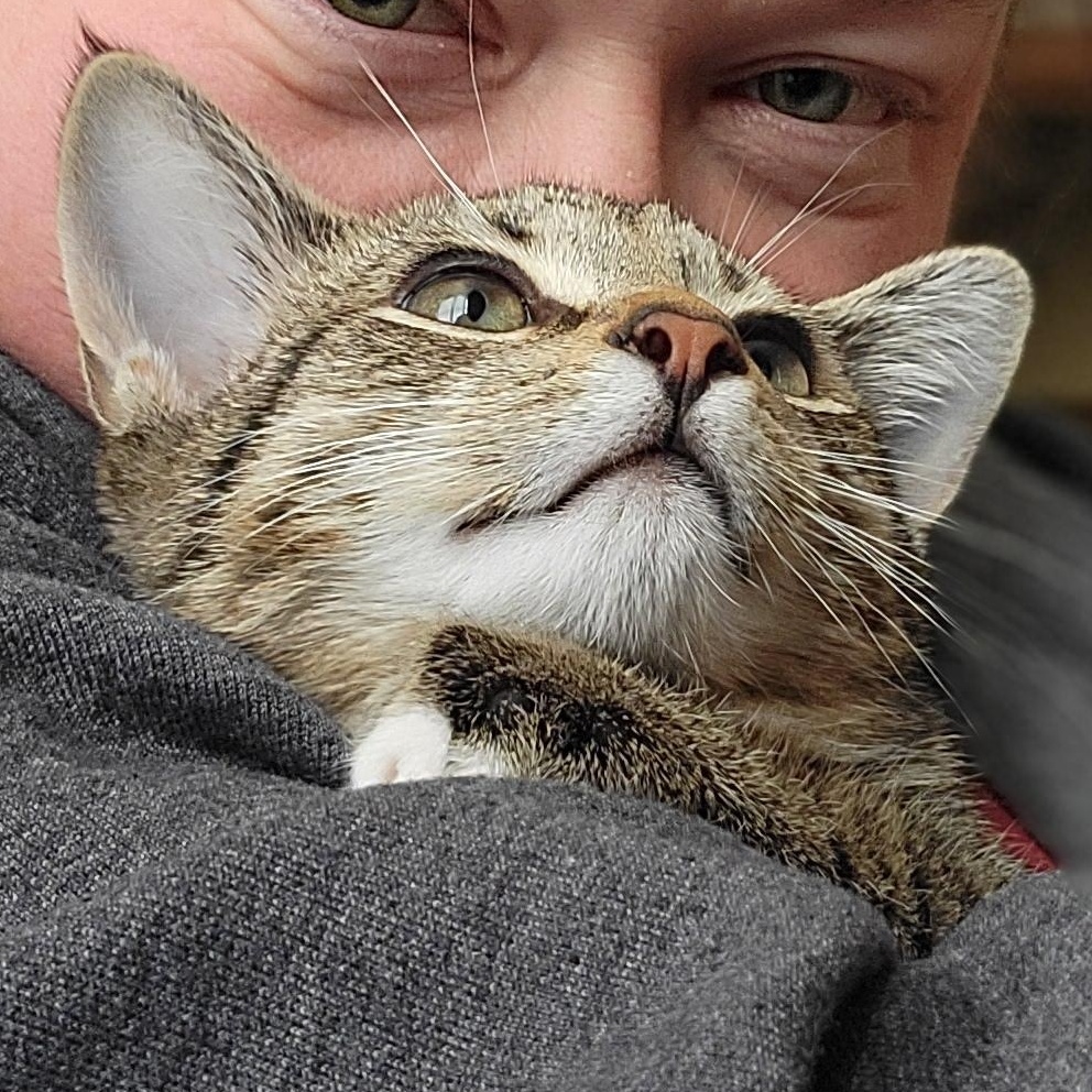 Jalapeno, a Adoptable Domestic Short Hair in Swartz Creek, MI image 6/6