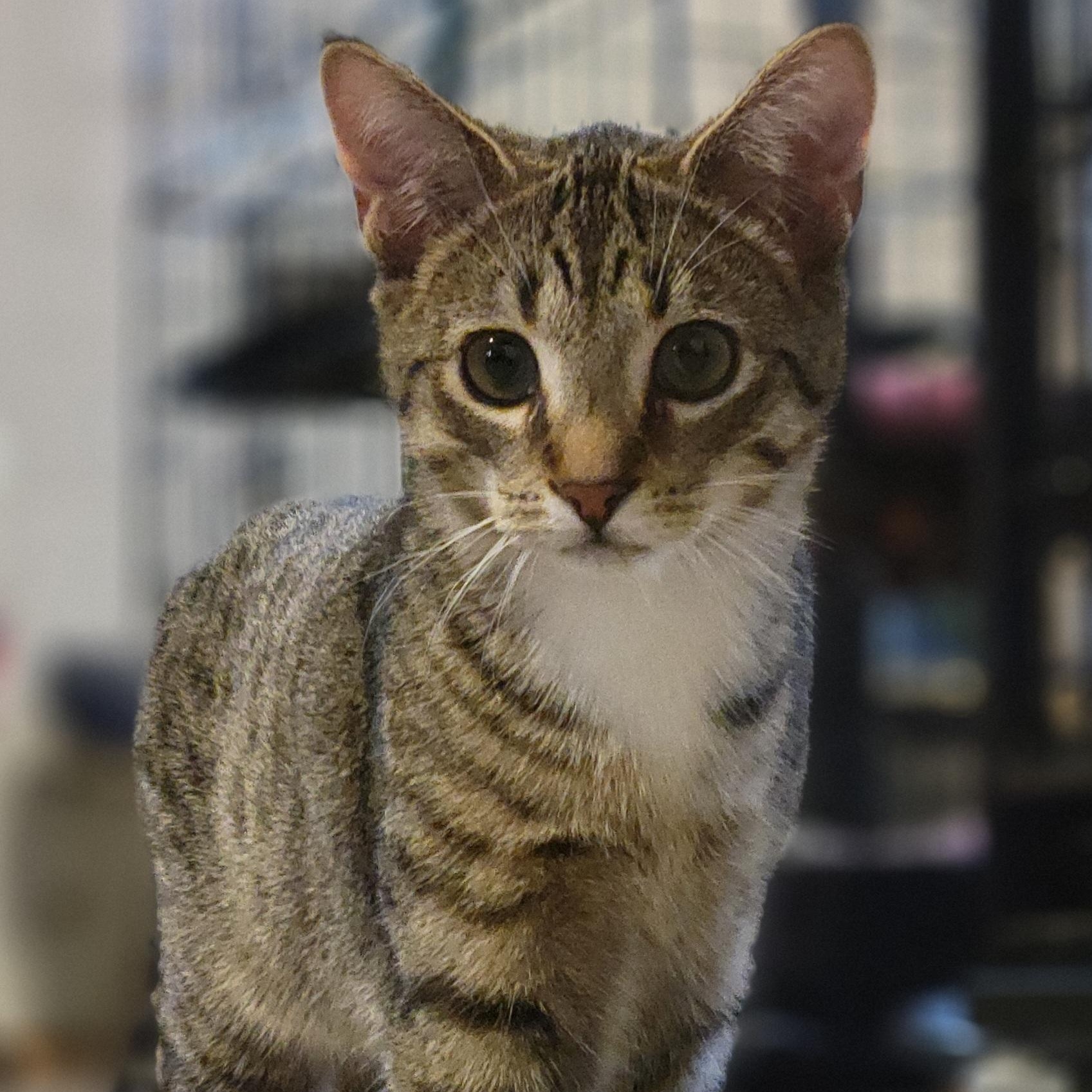 Jalapeno, a Adoptable Domestic Short Hair in Swartz Creek, MI image 1/6