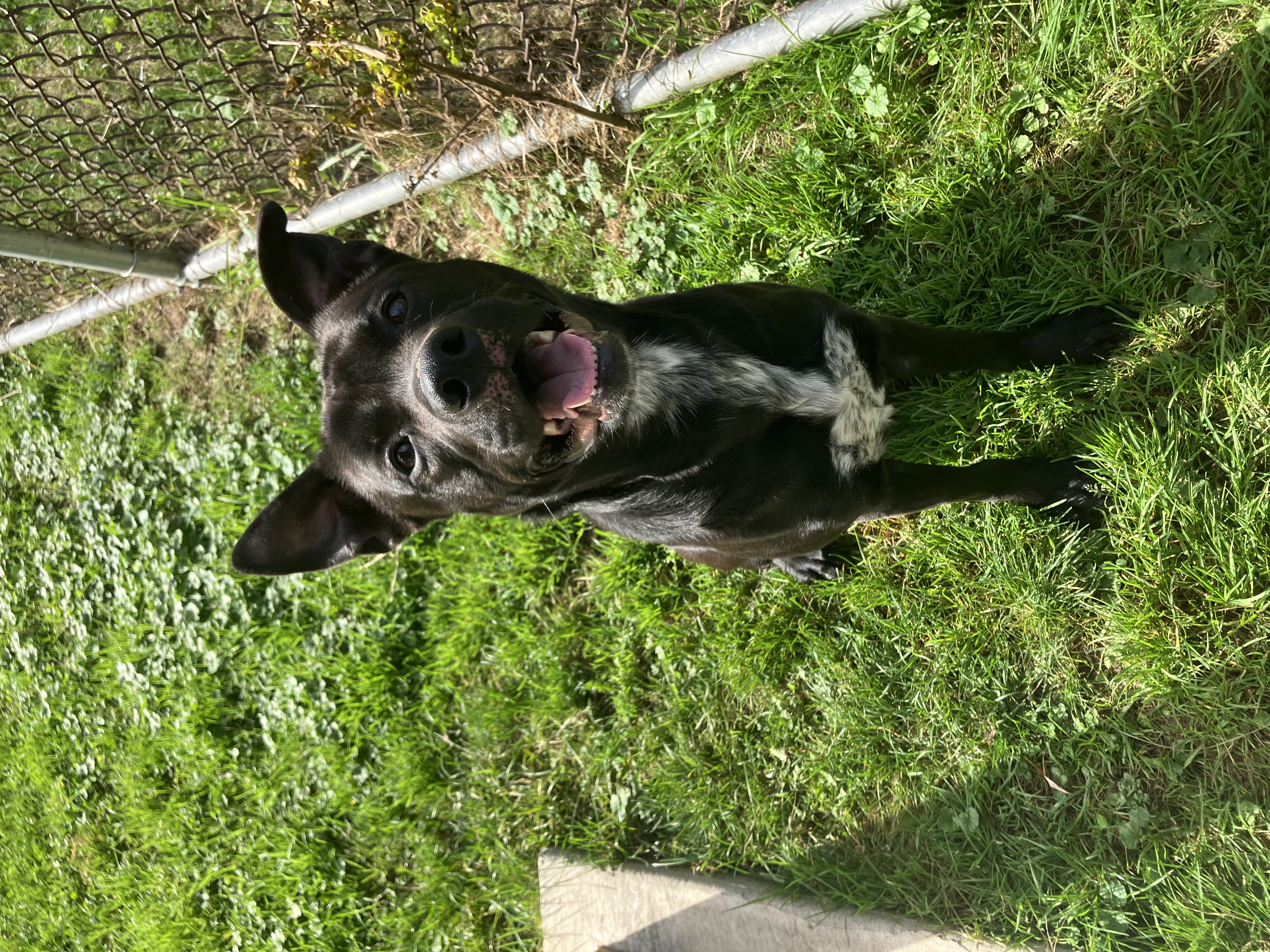 Enlarge Beetlejuice, a Adoptable Mixed Breed in Binghamton, NY image 1/4