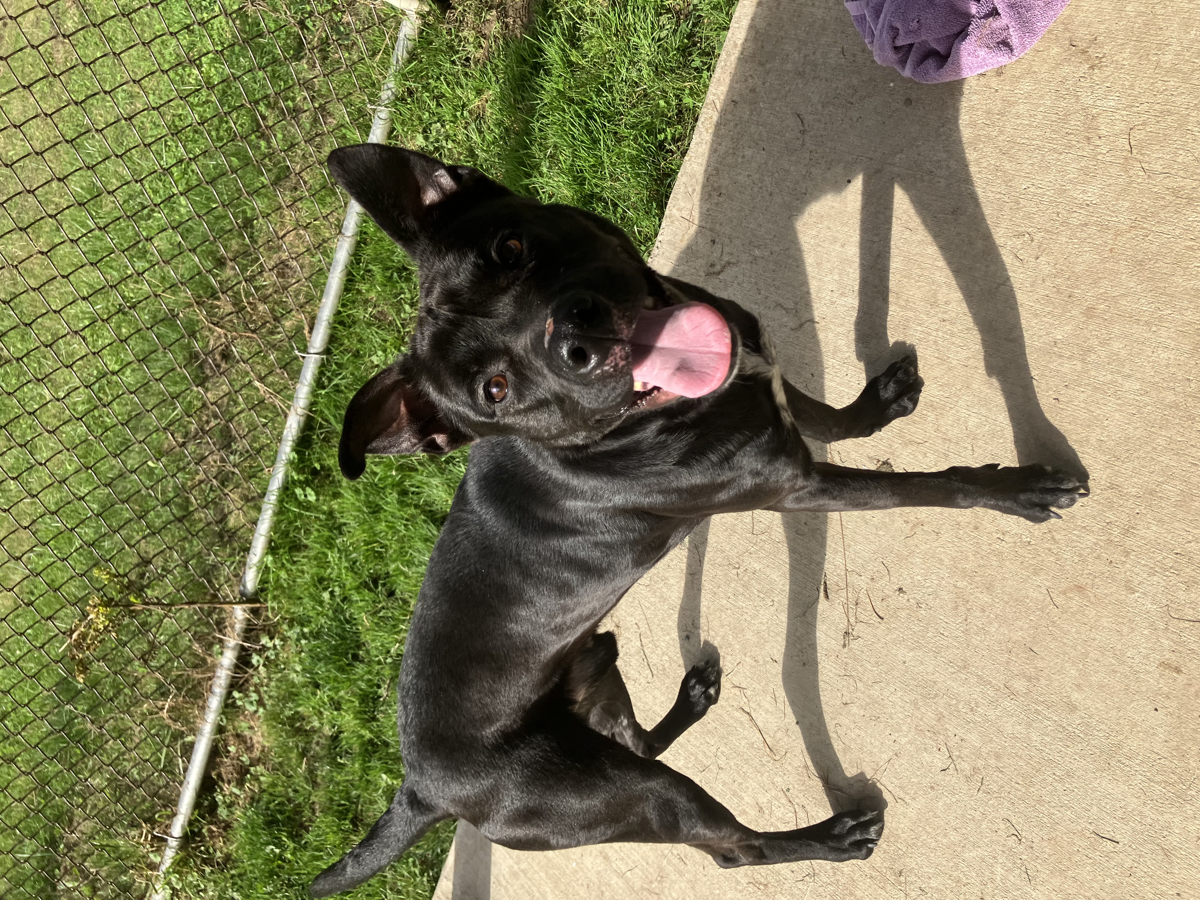 Enlarge Beetlejuice, a Adoptable Mixed Breed in Binghamton, NY image 2/4