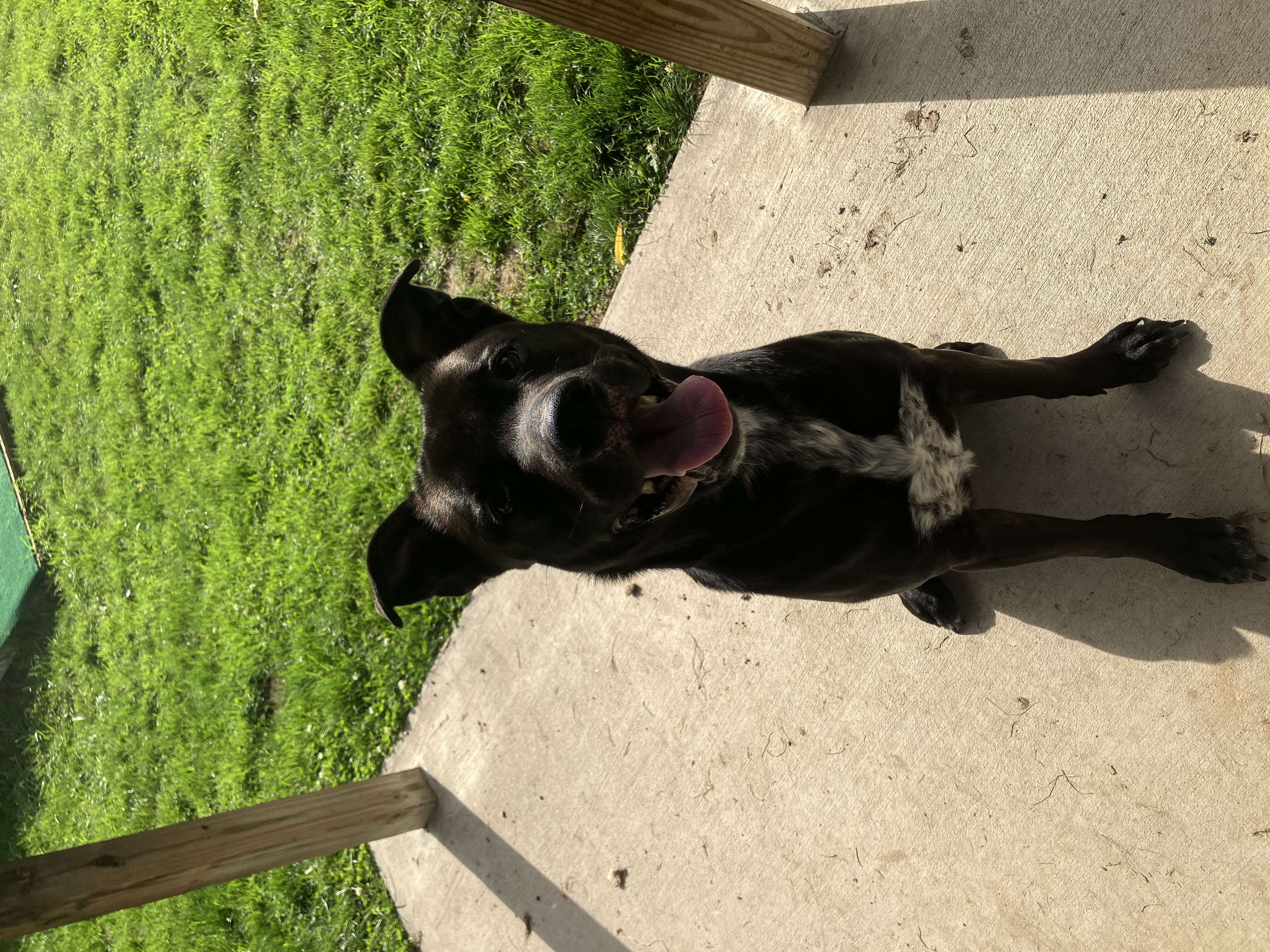 Enlarge Beetlejuice, a Adoptable Mixed Breed in Binghamton, NY image 3/4