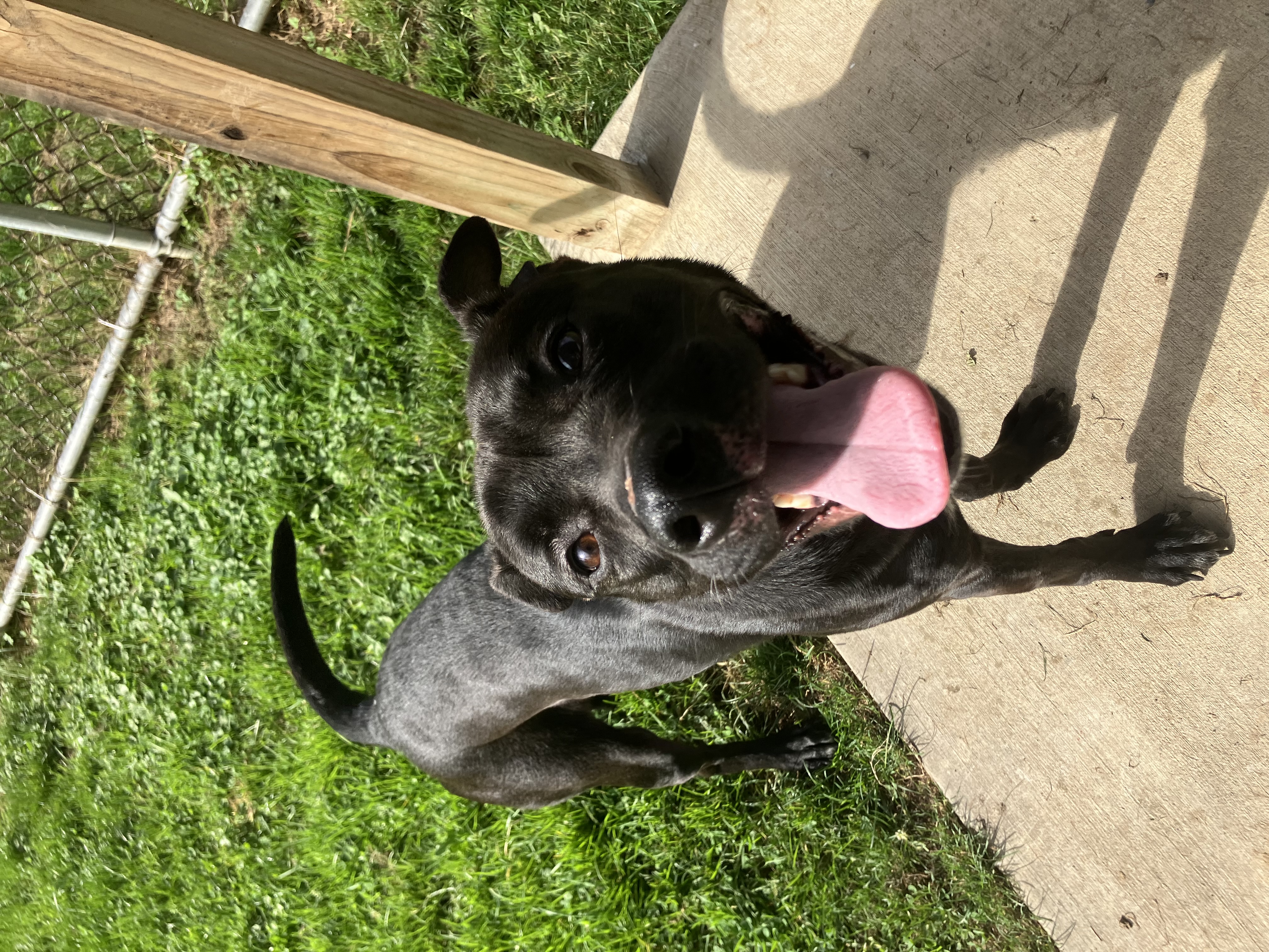 Enlarge Beetlejuice, a Adoptable Mixed Breed in Binghamton, NY image 4/4