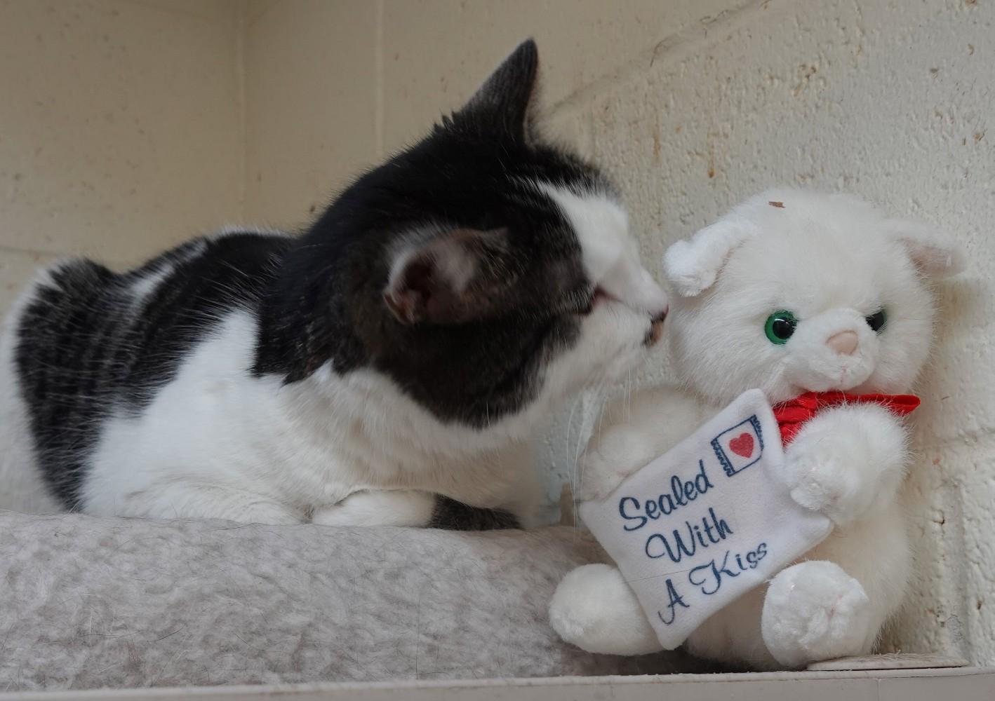 Enlarge Ginny, a Adoptable mixed breed in Anaconda, MT image 2/5