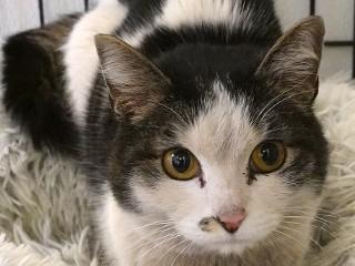 Ginny, a Adoptable mixed breed in Anaconda, MT image 1/2