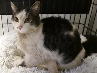 Ginny, a Adoptable mixed breed in Anaconda, MT image 2/2