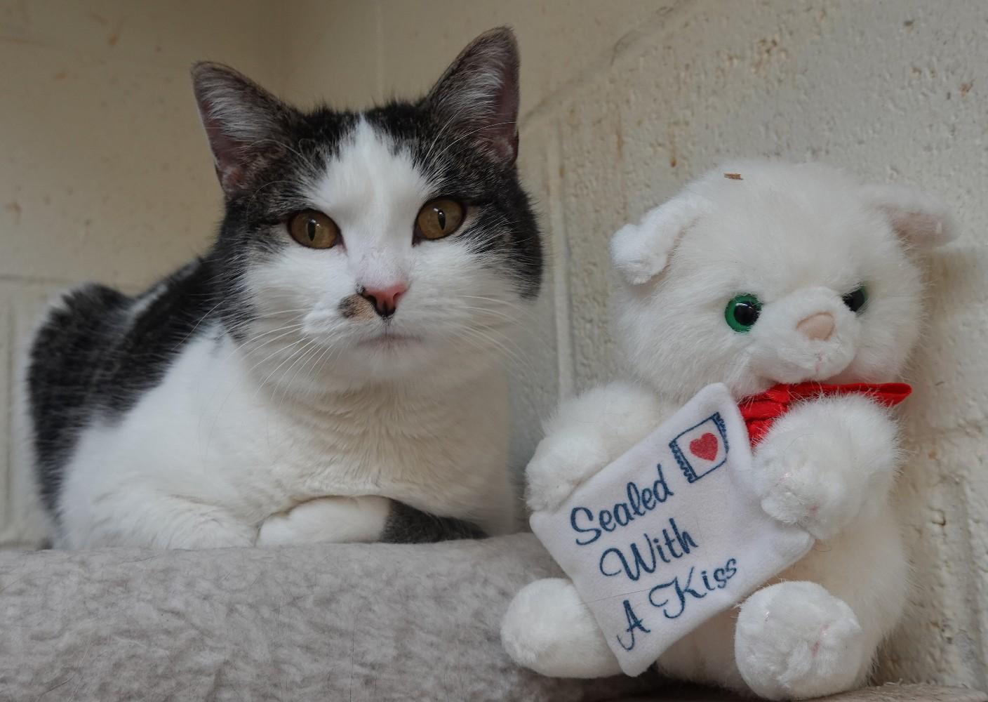 Enlarge Ginny, a Adoptable mixed breed in Anaconda, MT image 1/5