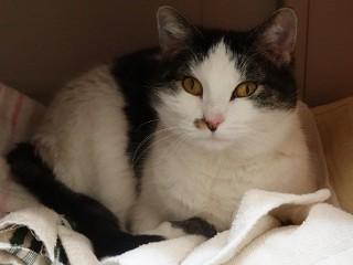 Enlarge Ginny, a Adoptable mixed breed in Anaconda, MT image 3/5