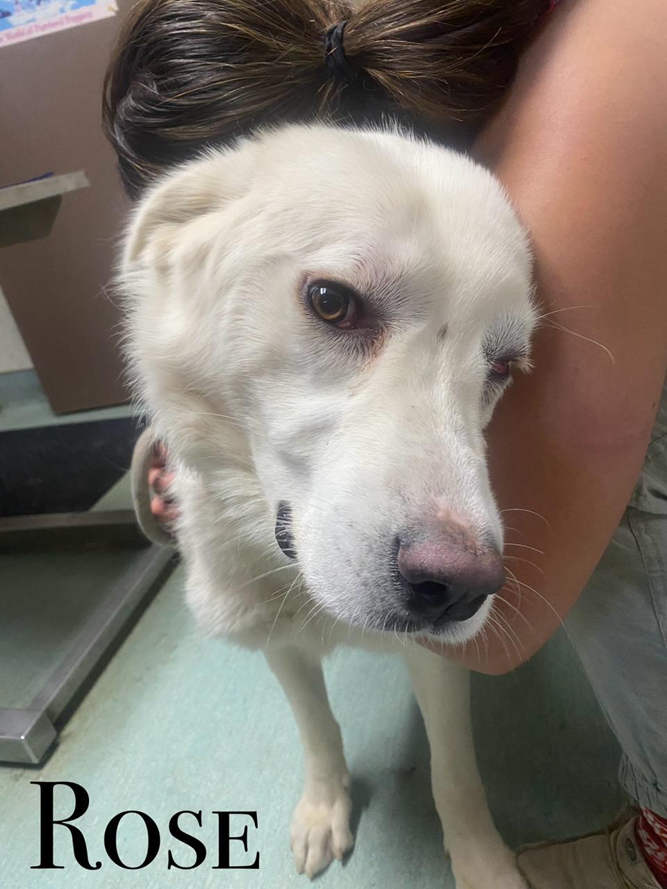 Rose, an adoptable Great Pyrenees in Craig, CO, 81625 | Photo Image 1